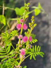 Delicate Pink Wildflower Blooming in Nature.