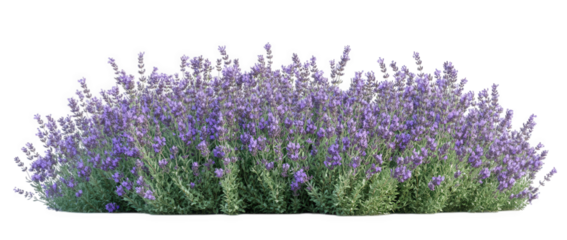 Purple lavender bush isolated on transparent background
