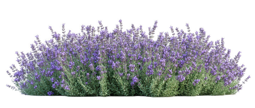 Purple lavender bush isolated on transparent background