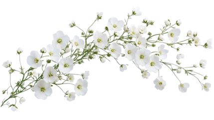 white flowers Gypsophila Paniculata on white background