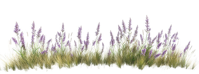 Fototapeta premium Purple lavender flowers and green grass, isolated on transparent background