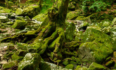 赤目四十八滝　散策路
