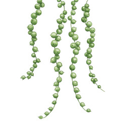 String of pearls plant isolated on transparent background