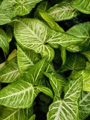 Close-up of Vibrant Green Arrowhead Plant Leaves with White Veining.