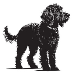 black labradoodle Silhouette Vector, High Quality Illustration on White Background