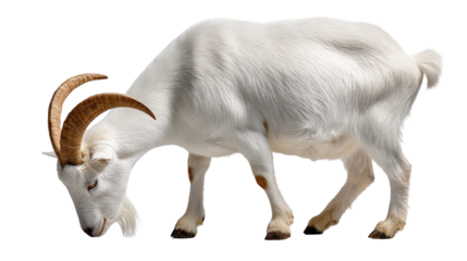 Goat grazing : A graceful goat with distinctive horn grazes. the beauty and purity of the animal's essence 