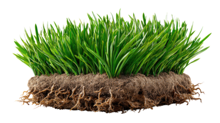 Green Grass and Root : The vibrant image of a lush patch of grass showcases a close-up view of the interwoven root system and the vibrant green blades.