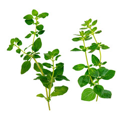 fresh oregano sprigs isolated on transparent background