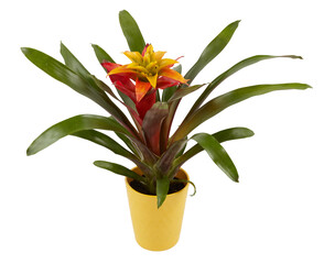 Orange Guzmania pineapple plant blooming in a pot cut out isolated transparent background