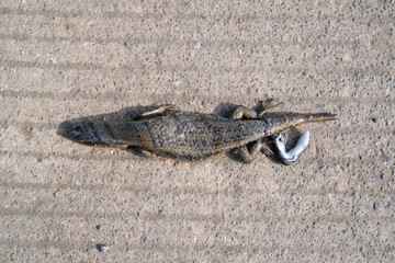 Top-angle shot of a dead lizard and its offspring in the middle of the road. A lizard was found dead, face down, with its offspring beside it. Reptiles die in the wild with negative space.