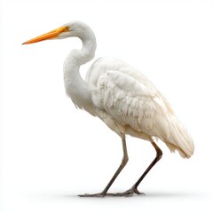 Obraz premium Elegant White Great Egret Bird Profile on White Background