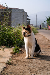 A tricolored cat is contemplating on the side of the road. The cat, whose body is predominantly...