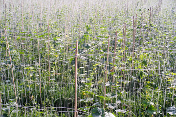Horticulture long beans and green beans using savvy gardening techniques. Agricultural and...