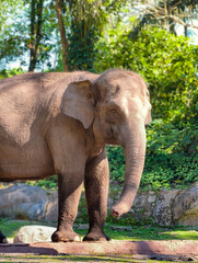 Majestic Elephant Standing in Lush Green Forest Habitat.