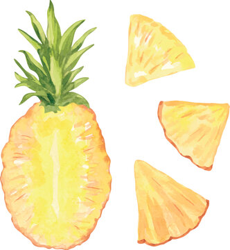 Vector watercolor illustration set of whole pineapple, pineapple cross-section, pineapple slices, and pineapple chunks, ideal for tropical fruit packaging, recipe cards, juice labels, and summer menu 