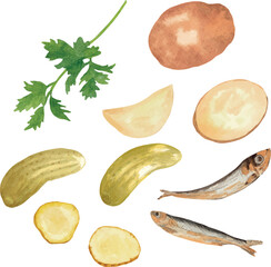 Vector watercolor illustration set of potato slices, boiled potato, sprats, small fish sprat, fresh parsley, pickled cucumbers, salted cucumbers, and sliced pickles