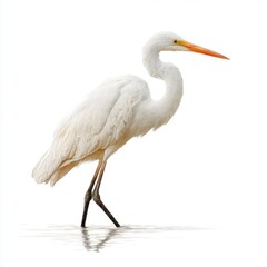 Naklejka premium White Great Egret in Shallow Water