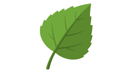 Fototapeta premium Isolated Green Leaf Illustration with Detailed Veins and Serrated Edges Representing Nature, Growth, and Environmental Awareness for Educational and Design Purposes