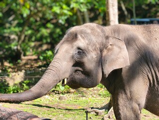 Fototapeta premium Majestic Asian Elephant in Natural Habitat.