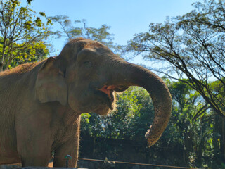 Majestic Elephant in Lush Greenery Under Blue Sky.