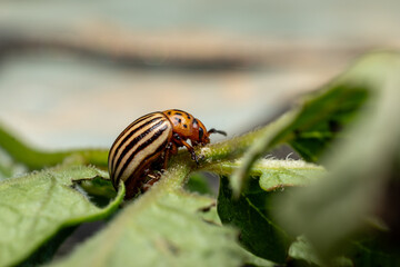 Potato bug on a leaf