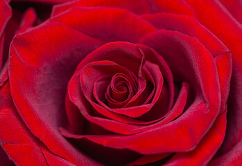 Red Rose 1