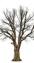 Fototapeta premium Ancient, gnarled tree, bare, robust trunk, twisted branches, on transparent background, low-angle medium shot, symbolizing enduring strength, resilience, and new beginnings