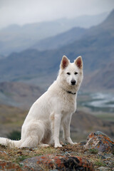 White Swiss Shepherd Dog sits on rocks at the top of a mountain. In the background are ridges of the South Chuya Range and the valley of the Taldura River. Gorny Altai Republic.