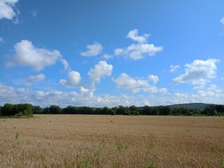 field of wheat