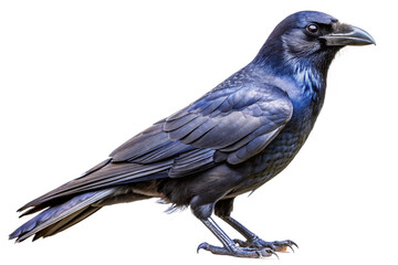 Obraz premium Majestic black raven with iridescent plumage on black background