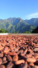 Obraz premium Cocoa beans drying under a mountain