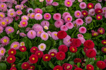 There is a lot of perennial daisy pomponette in the park on a summer day.
