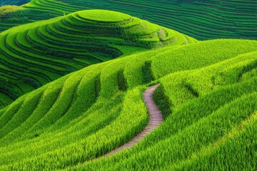 Terraced rice paddies, winding path. Lush green rice fields with tiered terraces.  A path winds through the landscape