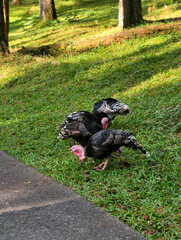 Three Turkeys Grazing on a Sunny Grassy Lawn.