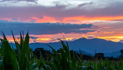 Colorful sunset over mountains, cornfield foreground