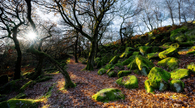 Nether Padley, autumn in the forest