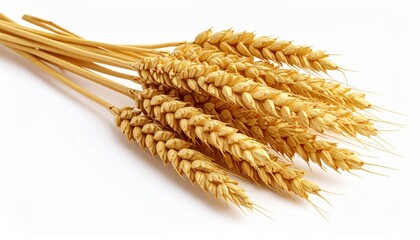 Detailed image of golden wheat ears on a white background, highlighting texture and agricultural significance.