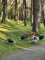 Flock of Turkeys Grazing in a Sunlit Forest Clearing.