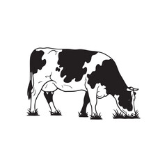 A black and white spotted cow is grazing on grass in a field, isolated on a