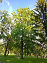 trees in the park