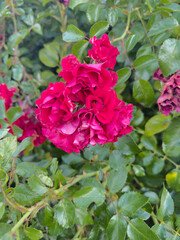 Fototapeta premium A detailed close-up shot of vibrant red roses in full bloom surrounded by lush green leaves. The fresh petals highlight the natural beauty of the flowers, symbolizing romance, love, and elegance. 