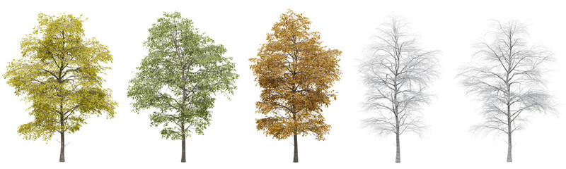 Collection of Black Locust trees with isolated on transparent background. PNG file, 3D rendering illustration, Clip art and cut out © EcoSpace