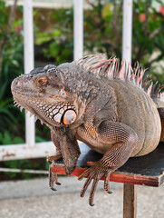 Close-up of a Green Iguana resting outdoors.