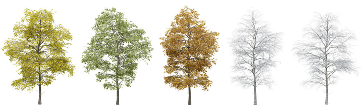 Collection of Black Locust trees with isolated on transparent background. PNG file, 3D rendering illustration, Clip art and cut out