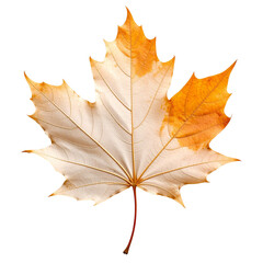 Obraz premium autumn maple leaf isolated on transparent background, png