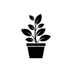 plant in pot
