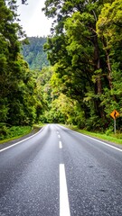 Fototapeta premium Forest road stretches into distance