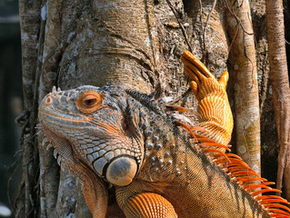 Close-up of a Green Iguana Clinging to a Tree Trunk.