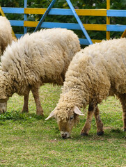Fototapeta premium Fluffy Sheep Grazing Peacefully in a Green Pasture.