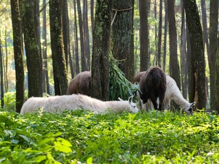 Llamas Grazing Peacefully in a Sunlit Forest Clearing.